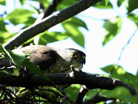 Photo, bird, wild bird, tsumi, 