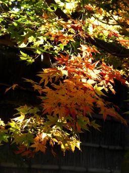 光の中に浮き出る庭園の紅葉 光の中に浮き出る庭園の紅葉の写真