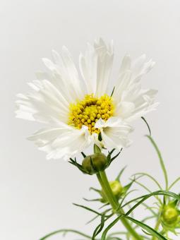 白色のコスモスの花 白色のコスモスの花 花,コスモス,植物の写真素材