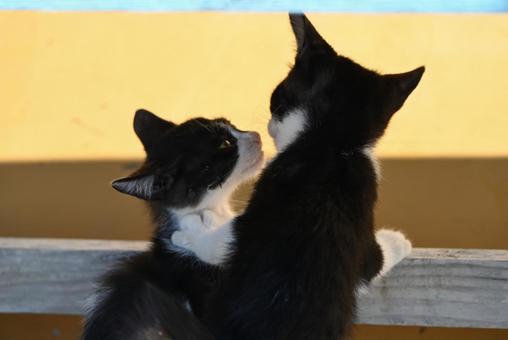 兄弟愛 癒し,兄弟,寝るの写真素材