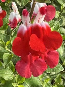 赤い初夏の花の写真