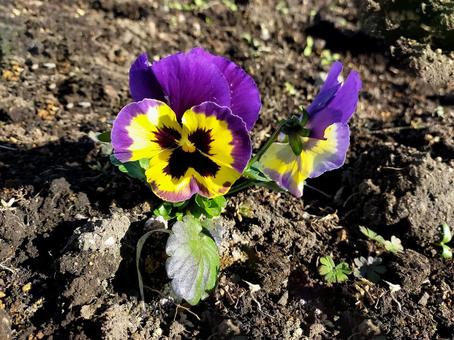 パンジーの花 パンジー,花,花壇の写真素材