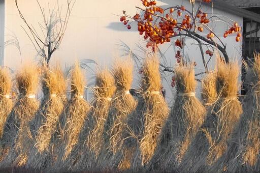 藁立ての風景 秋,柿,柿の木の写真素材