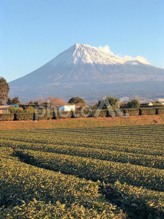 富士が見下ろす朝の茶畑 自然,季節,晴れの写真素材
