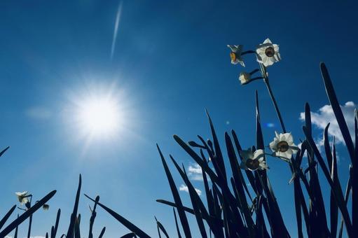 Narcissus flowers blooming along the sea Narcissus flowers blooming along the sea