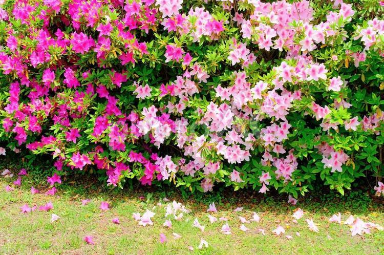 加西市逆池公園つつじ 花,植物,色の写真素材