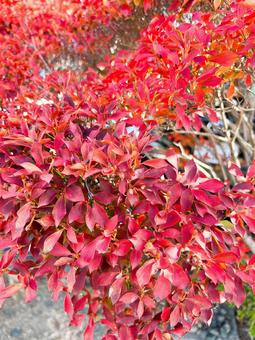 紅葉 紅葉の写真