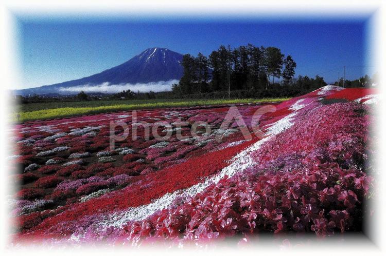 ニセコの美しい芝桜 芝桜,花,蝦夷富士の写真素材