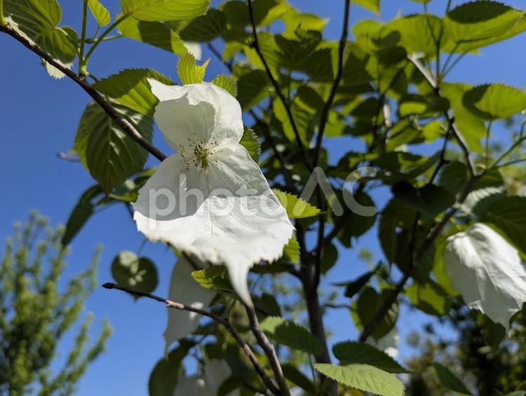 青空とハンカチの木 ハンカチの木,ハンカチ,植物の写真素材