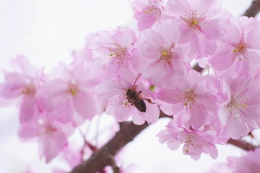 cherry blossoms, JPG