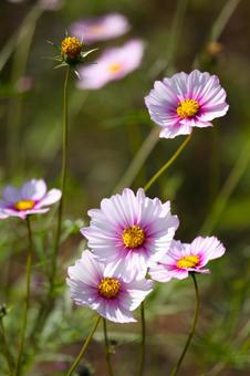 コスモス 2013 07 コスモス 2013 07 コスモス,秋桜,キク科の写真素材