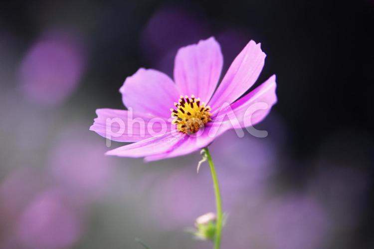 美しいピンクのコスモスの花 コスモス,秋,花の写真素材