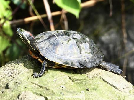 A turtle sunbathing, JPG A turtle sunbathing, JPG