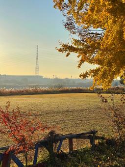 晴天の青空と黄色の紅葉のイチョウ 晴天の青空と黄色の紅葉のイチョウ 銀杏,イチョウ,いちょうの写真素材
