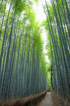 誰もいない嵐山の竹林の小径 嵐山,竹林の小径,嵯峨野の写真素材