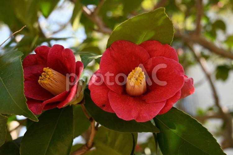 椿の花 椿,ツバキ,赤の写真素材