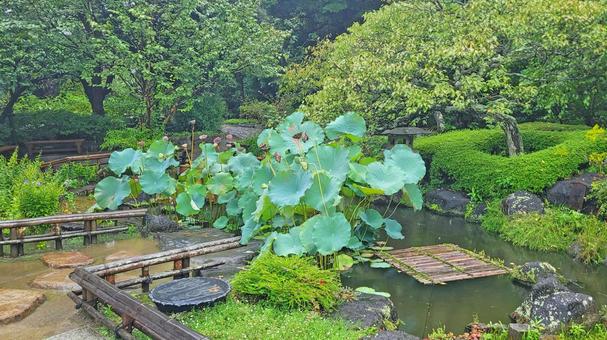坂東33観音 04番 長谷寺 池と蓮 坂東33観音 04番 長谷寺 池と蓮 長谷寺,海光山,慈照院の写真素材