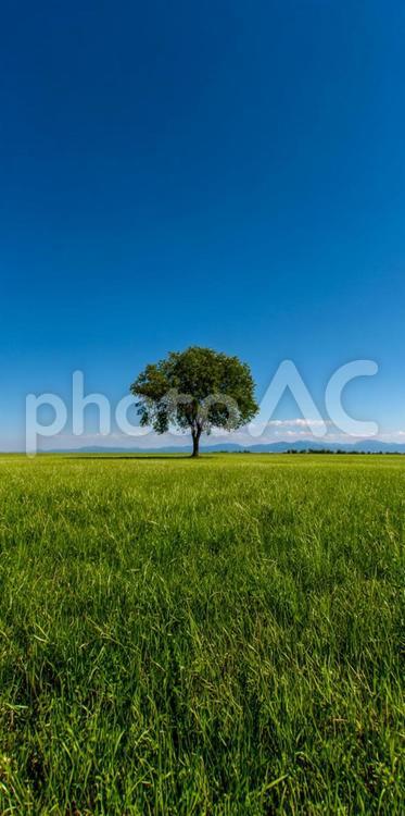 鮮やかな緑と青のコントラスト：自然の風景 緑,草原,草の写真素材