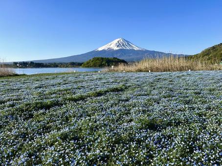 ネモフィラと富士山 ネモフィラと富士山 富士山,ネモフィラ,河口湖の写真素材