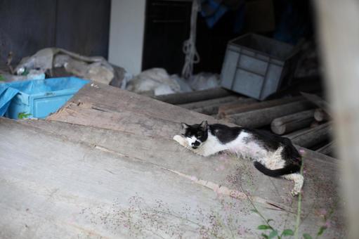 廃墟と野良猫 廃墟,猫,ネコの写真素材