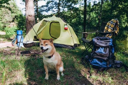 テントの前に座る犬 犬,テント,キャンプの写真素材
