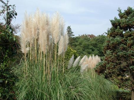 パンパスグラス　咲く風景の写真