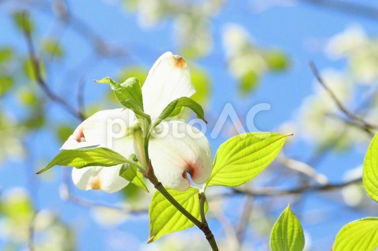白いハナミズキと青空　５ ハナミズキ,花水木,はなみずきの写真素材