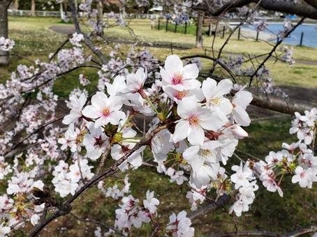 桜 桜の写真