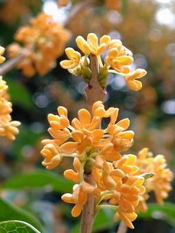 金木犀2 金木犀,秋,花の写真素材