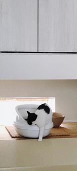 ネコトイレ ねこ,ネコ,猫の写真素材