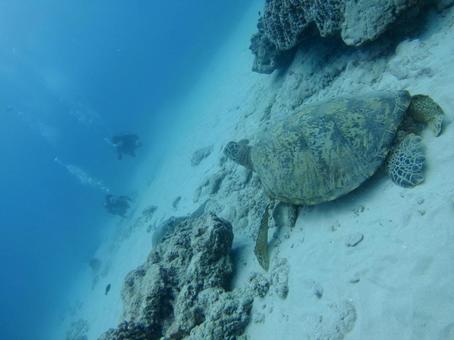 ハワイの海底で出会う2匹の野生ウミガメ ハワイの海底で出会う2匹の野生ウミガメ スキューバダイビング,ダイビング体験,野生のウミガメの写真素材