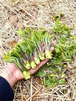 山菜 コシアブラ,山菜,春の写真素材