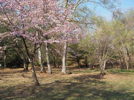 桜咲く公園2の写真