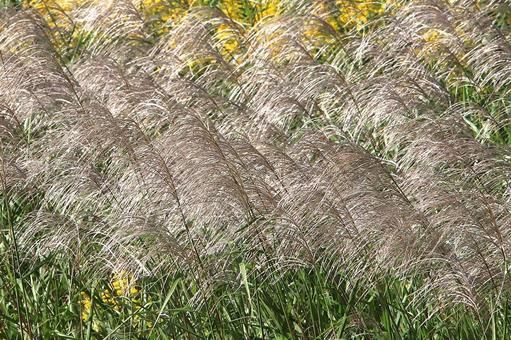 すすきの原 植物,ススキ,河原の写真素材