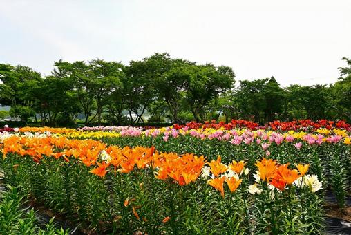 色鮮やかな満開のゆり園 色鮮やかな満開のゆり園 ゆり,百合,百合の花の写真素材