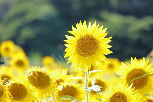 2025 Sunflower 11, JPG 2025 Sunflower 11, JPG