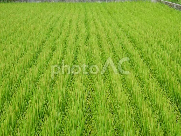 【風景写真】田んぼの風景 田んぼ,水田,田の写真素材