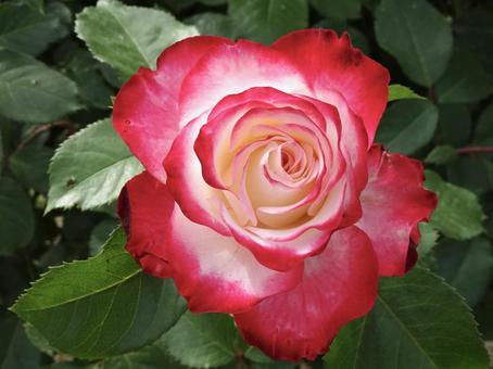 2色のバラ 2色のバラ 薔薇,バラ,赤の写真素材