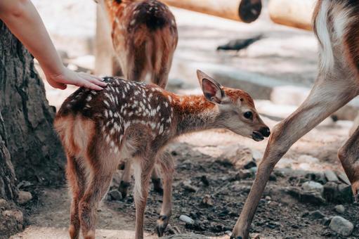 撫でられると少し震える 鹿,動物,哺乳類の写真素材