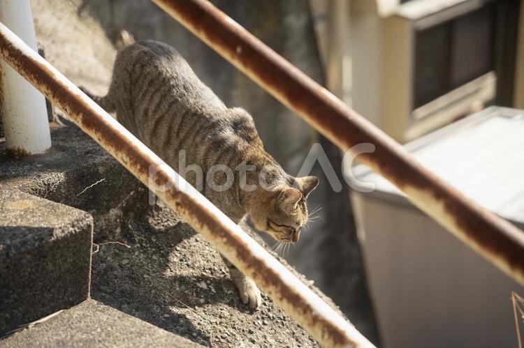 街中の猫 猫,ねこ,ネコの写真素材