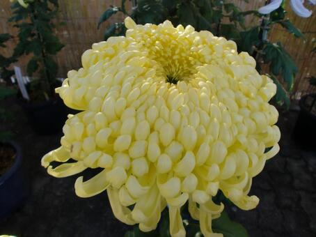 黄色い菊の花 植物,花,黄色い花の写真素材