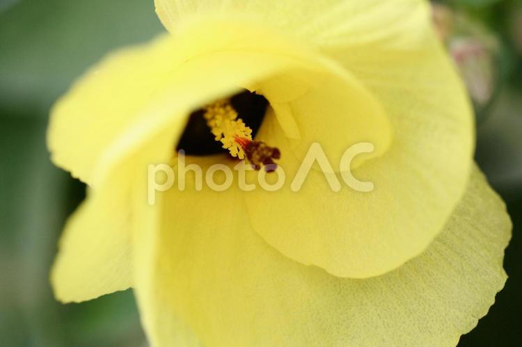 オオハマボウー別名ユウナ。黄色い沖縄の花 和,日本,癒やしの写真素材