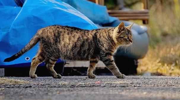 歩く野良猫 歩く野良猫 猫,野良猫,歩くの写真素材