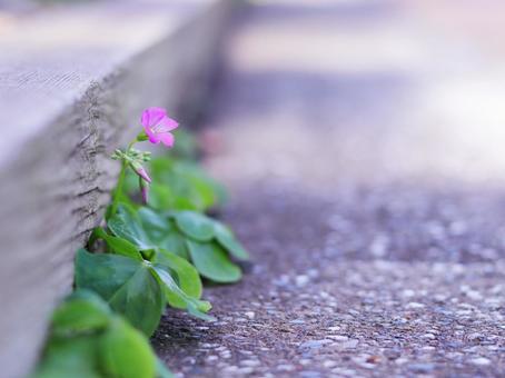 A small flower blooming on the side of the road, JPG