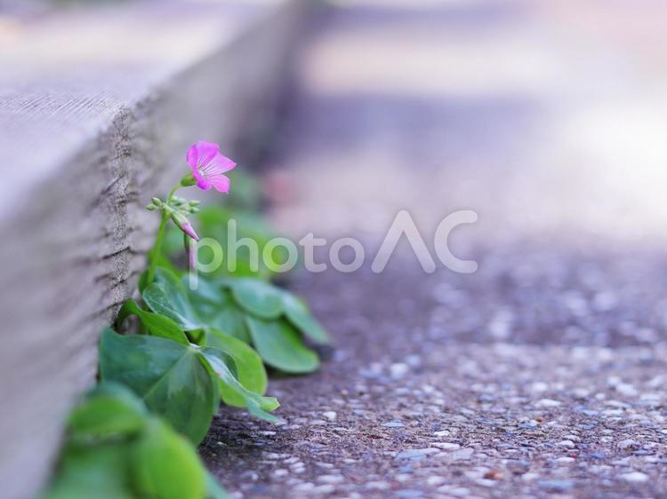 道の片隅に咲く小さな草花 植物,花,道の写真素材