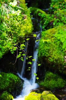 小さな滝 滝,森林,自然の写真素材