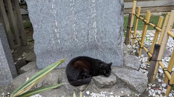 石碑の前の黒猫 石碑の前の黒猫 神社,石碑,黒猫の写真素材
