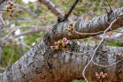 桜の蕾の写真