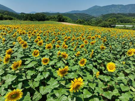 ひまわり畑 ひまわり畑,ひまわり,向日葵の写真素材