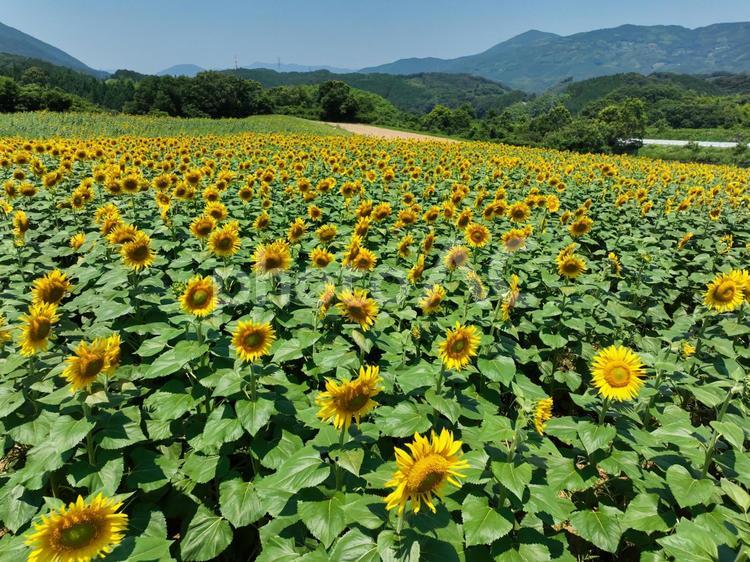 ひまわり畑 ひまわり畑,ひまわり,向日葵の写真素材
